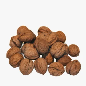 Walnut